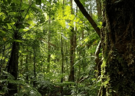 Forest