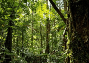 image of Nature and Carbon Markets